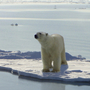 As warming temperatures drive polar bears south, they're starting to mix with brown bears much the way they did thousands of years ago.