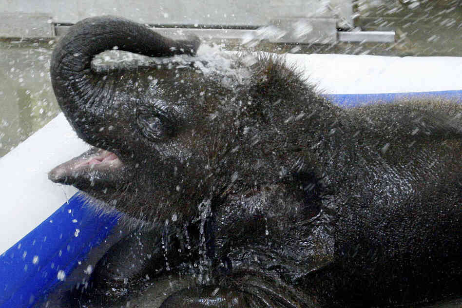 Malee, a 3-month-old Asian elephant, sprays herself with water in her wading pool at the Oklahoma City Zoo on Monday. 