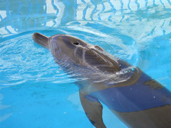 Nari, a dolphin bitten by a shark in February 2009, was almost completely healed one month later.