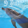 Nari, a dolphin bitten by a shark in February 2009, was almost completely healed one month later. Nari, a dolphin bitten by a shark in February 2009, was almost completely healed one month later.