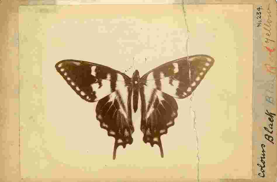 A cabinet card photograph (circa 1885) by Canadian H.N. Topley was made using the "isochromatic" process, a predecessor to color photography.