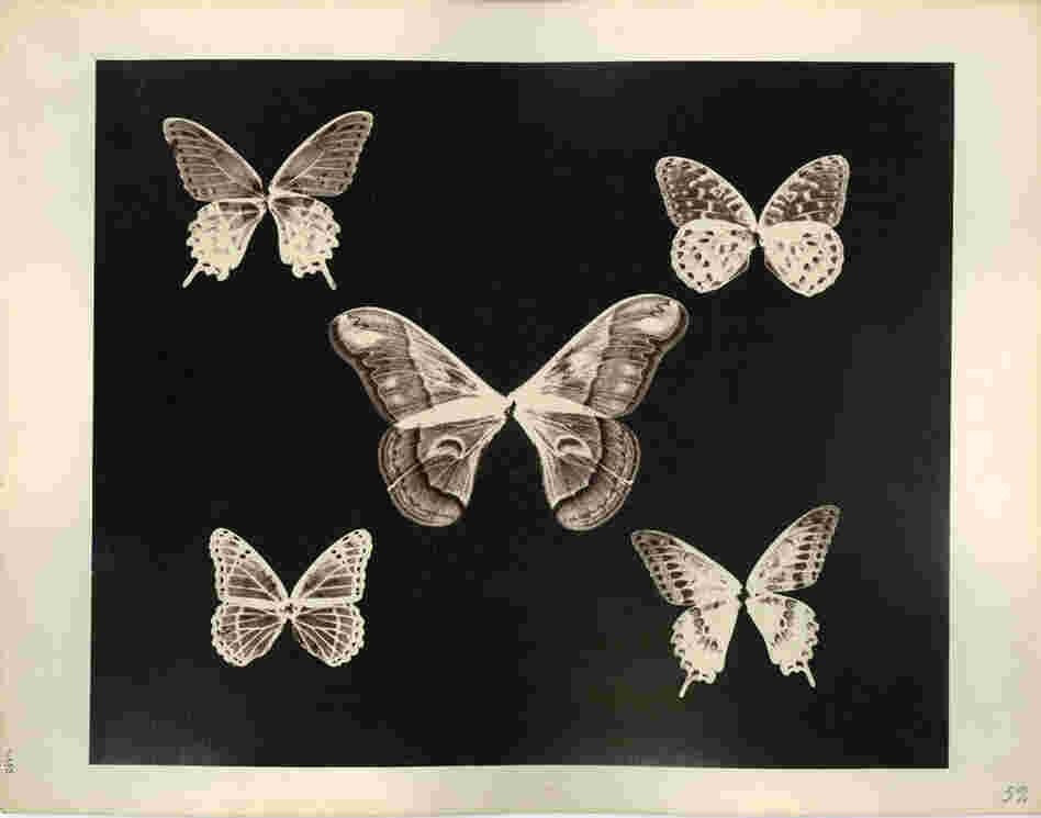 Thomas Gaffield (1825-1900) was a trustee at Massachusetts Institute of Technology (MIT) and was involved in the glass-making industry. He experimented in photography, investigating the patterns on the wings of butterflies (notice the bodies are missing).