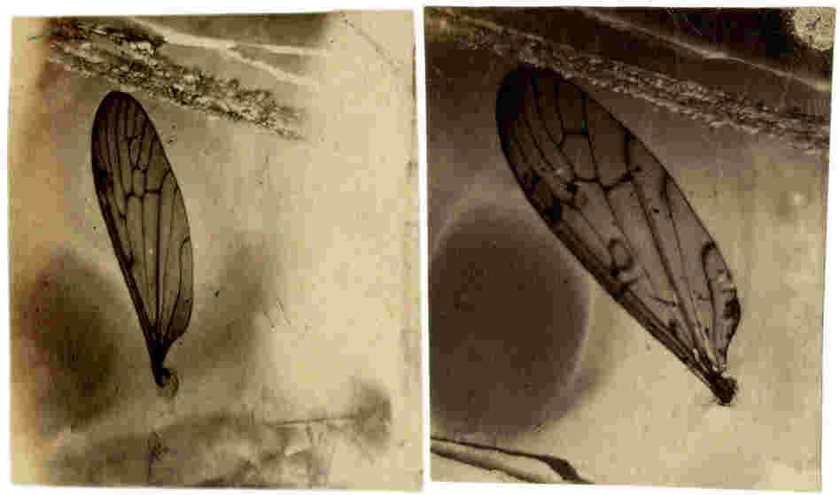 This is a sample of one of Peale's salt paper experiments.
