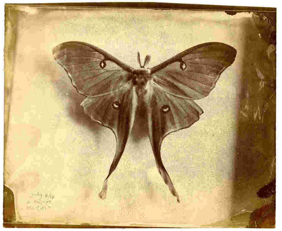 Peale experimented with butterflies to see if photography might be a substitute for hand-rendered illustrations.
