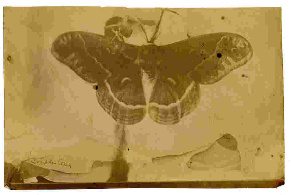 Titan Ramsay Peale (1799-1885) was an American artist, entomologist and photographer.