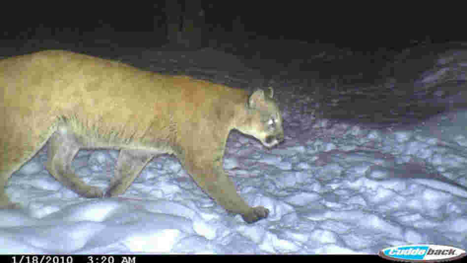 A trail camera captures the mountain lion during its journey from west to east.