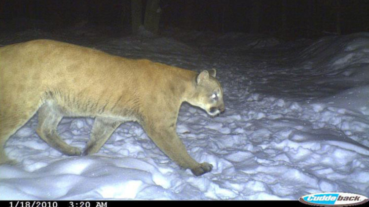 A trail camera captures the mountain lion during its journey from west to east.