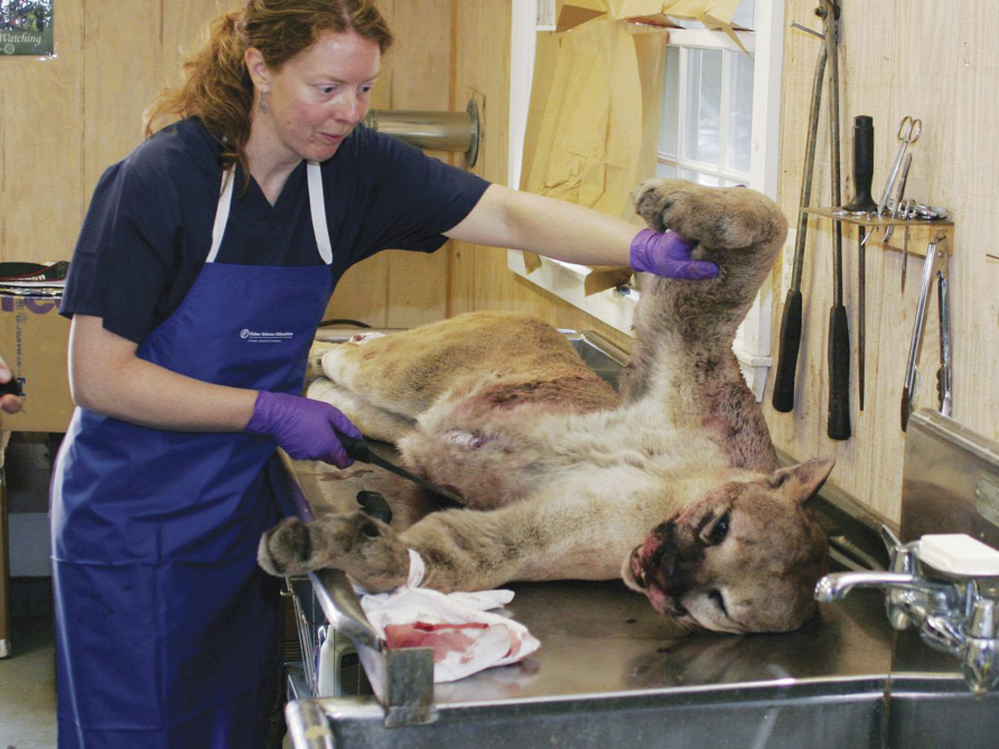 This photo from the Connecticut Department of Energy and Environmental Protection shows a worker examining the mountain lion in June after it was killed in a collision with a car.