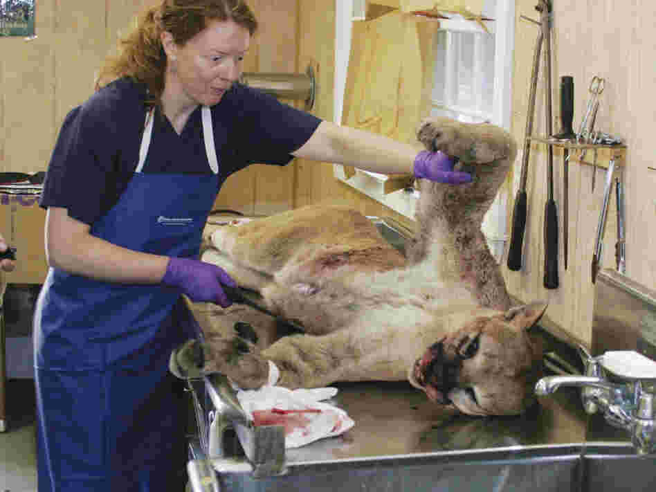 This photo from the Connecticut Department of Energy and Environmental Protection shows a worker examining the mountain lion in June after it was killed in a collision with a car.
