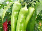 New Mexico chili peppers are distinct, but locals in the pepper industry have been struggling to compete with the foreign pepper market. A new state law requires that only New Mexico-grown peppers are labeled as such. New Mexico chili peppers are distinct, but locals in the pepper industry have been struggling to compete with the foreign pepper market. A new state law requires that only New Mexico-grown peppers are labeled as such.
