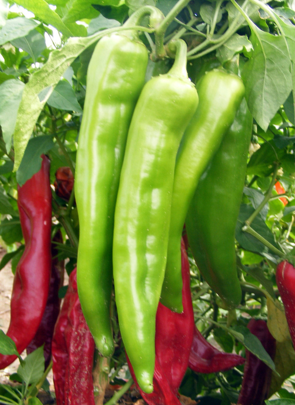 New Mexico chili peppers are distinct, but locals in the pepper industry have been struggling to compete with the foreign pepper market. A new state law requires that only New Mexico-grown peppers are labeled as such.