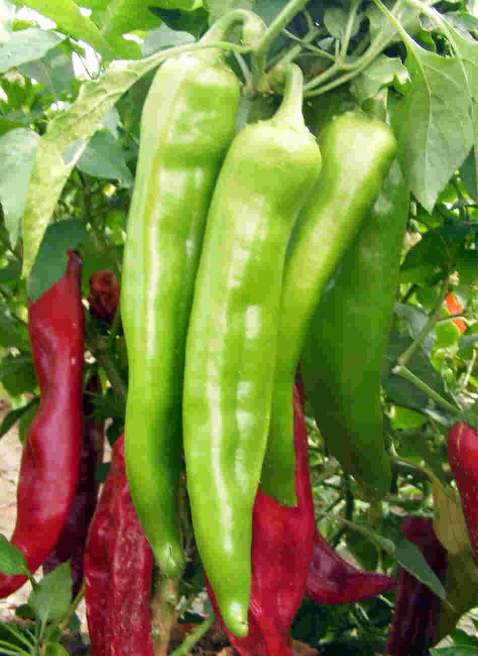 New Mexico chili peppers are distinct, but locals in the pepper industry have been struggling to compete with the foreign pepper market. A new state law requires that only New Mexico-grown peppers are labeled as such.