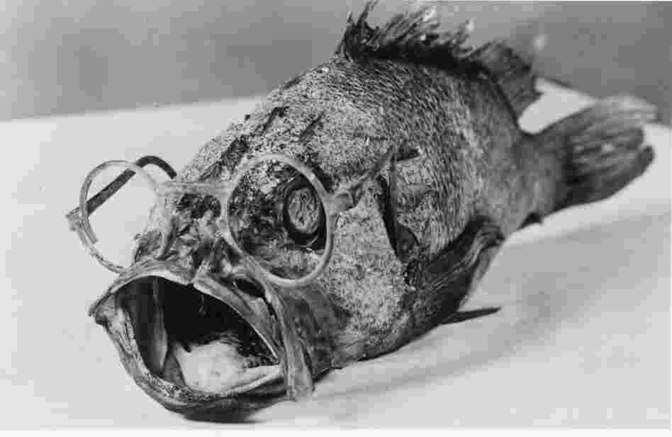 A rock cod was caught sporting spectacles in the waters off Bellingham, Wash. The glasses were identified by Ira D. Erling; his glasses had gone overboard while he in the same area where the fish was caught, 1940.