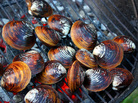 Clams in the shell, over hot coals on a grill Clams in the shell, over hot coals on a grill