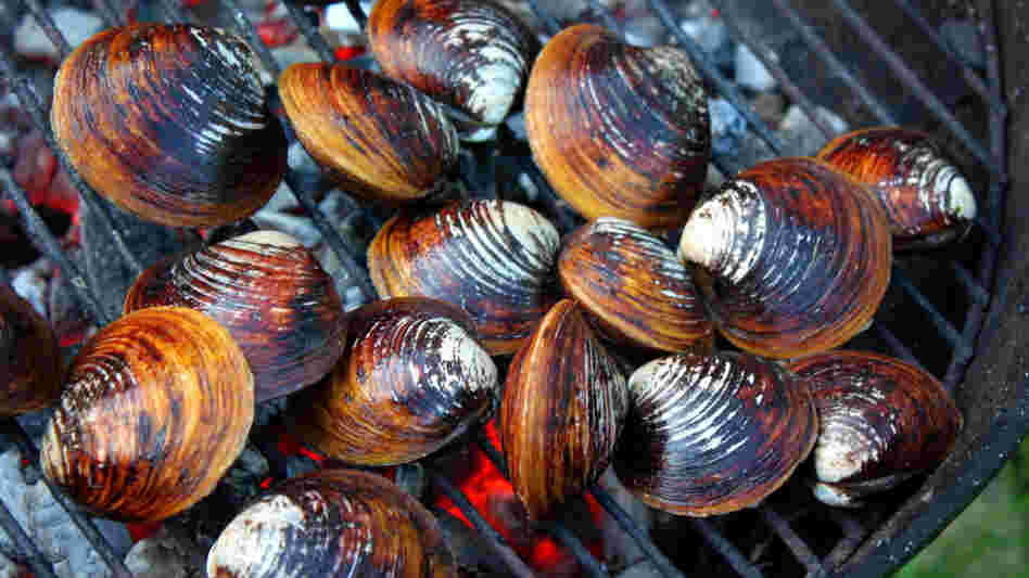 Clams in the shell, over hot coals on a grill