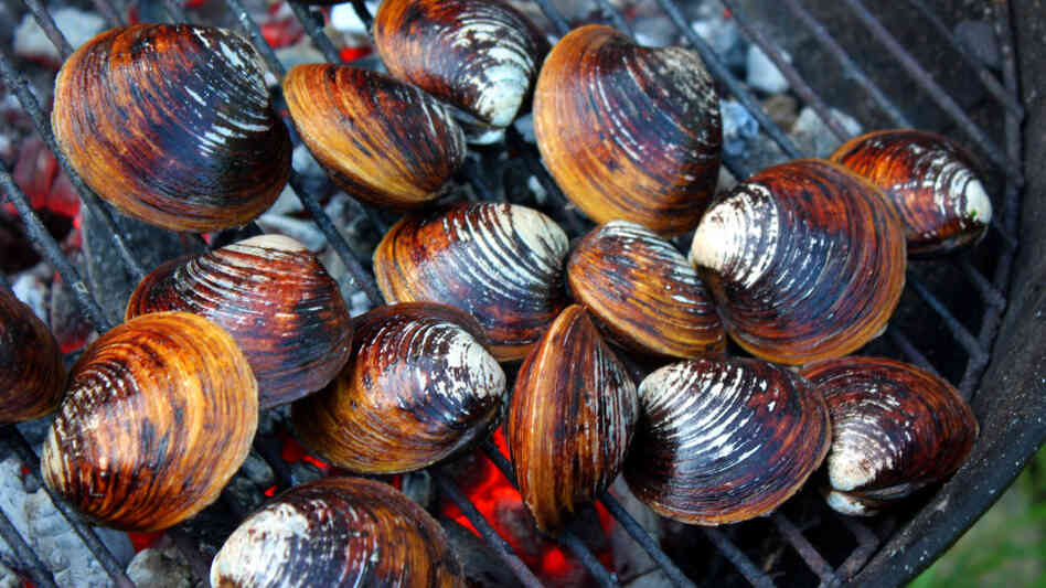 Clams in the shell, over hot coals on a grill