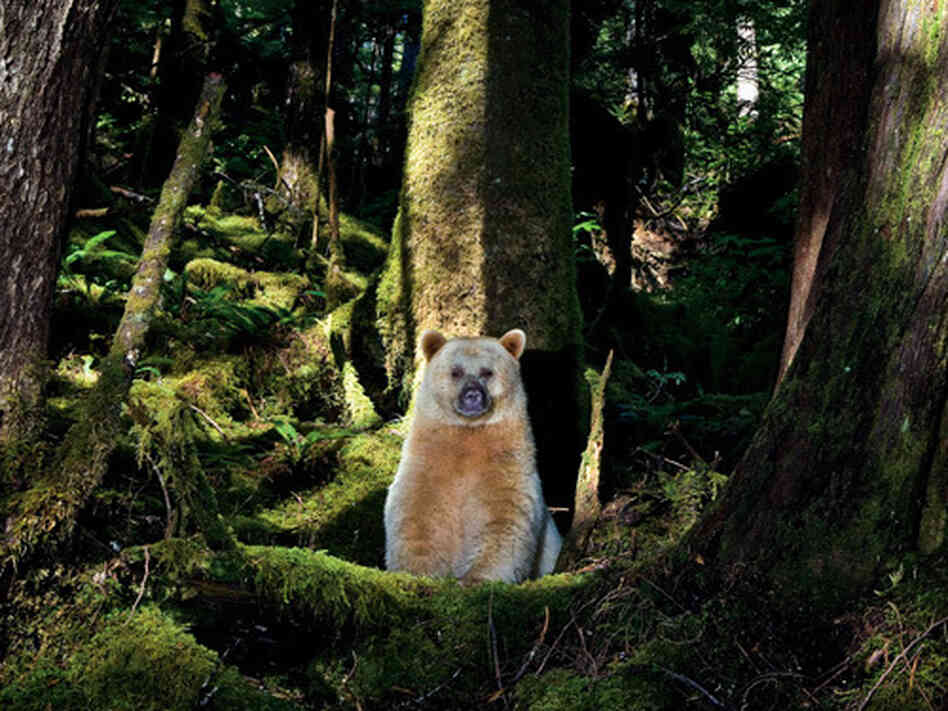 In a forest dominated by second-growth trees, a young bear settles into a mossy day bed at the foot of a giant, old-growth western red cedar.