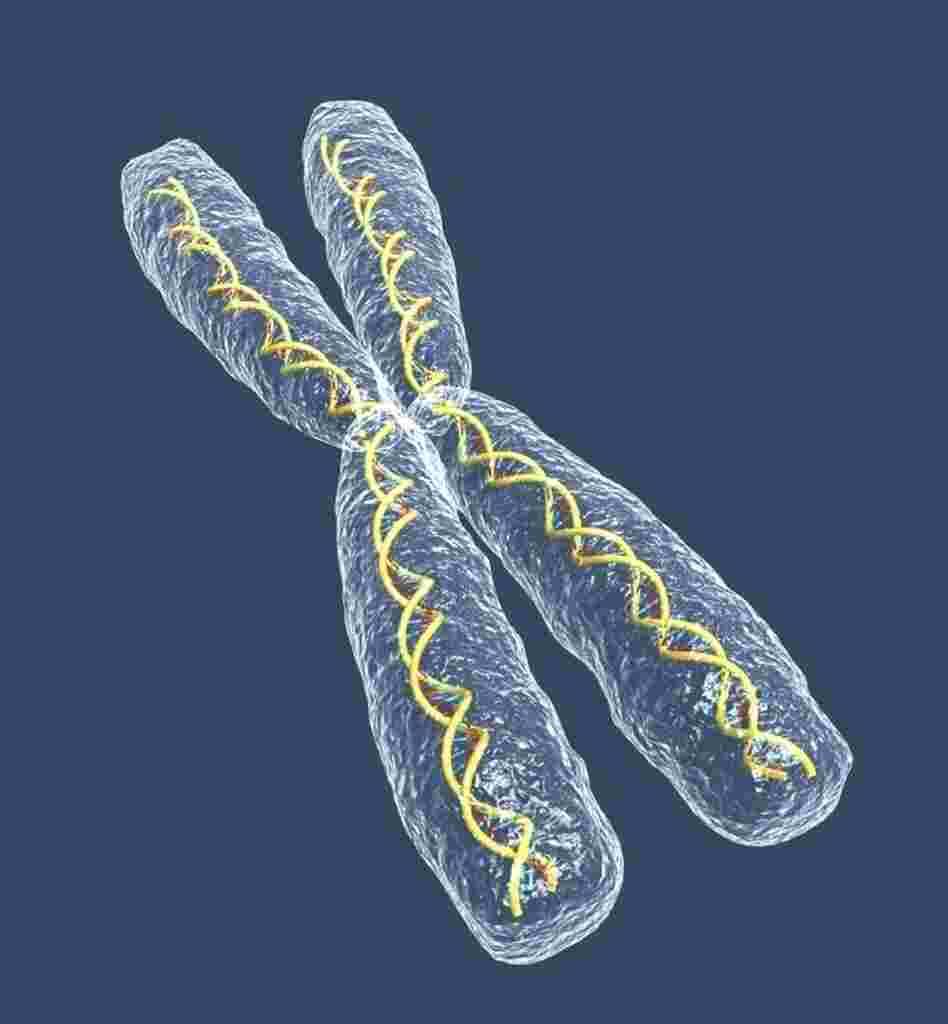 If a sperm that fertilizes the egg carries an X chromosome, the union creates a girl. Some pregnancy myths claim to predict the gender based on how a woman is carrying the child. If a sperm that fertilizes the egg carries an X chromosome, the union creates a girl. Some pregnancy myths claim to predict the gender based on how a woman is carrying the child.