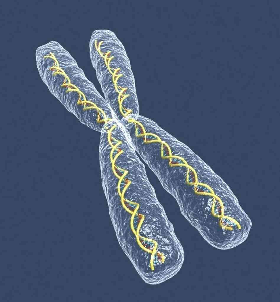 If a sperm that fertilizes the egg carries an X chromosome, the union creates a girl. Some pregnancy myths claim to predict the gender based on how a woman is carrying the child. If a sperm that fertilizes the egg carries an X chromosome, the union creates a girl. Some pregnancy myths claim to predict the gender based on how a woman is carrying the child.