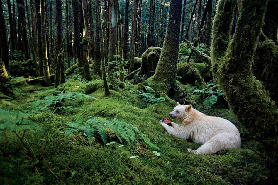 In a moss-draped rain forest in British Columbia, towering red cedars live a thousand years, and black bears are born with white fur.