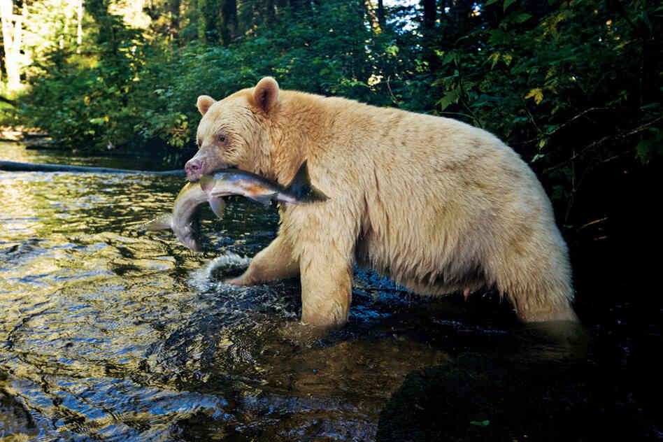 With a pink salmon in its jaws, a 5-year-old male retreats into the forest before slitting open the fish's belly and eating only the eggs. Other bears may consume everything, from head to tail.