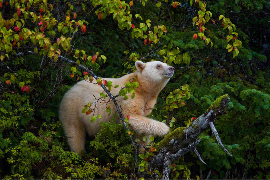 This rare mother Kermode bear climbed a tree to feast on a bumper crop of crab apples in Canada's Great Bear Rainforest.