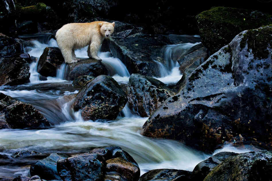 With a population of 400 to as many as 1,000, the spirit bear may owe its survival to the protective traditions of the First Nations, who never hunted the animals or spoke of them to fur trappers.