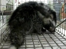 An African crested rat. An African crested rat.