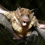 Vampire bats have the ability to detect heat in their surroundings. This enables them to home in on animals that have blood vessels near the surface of their bodies. This vampire bat was caught in a net for a research study in Para, Brazil, in 2005.