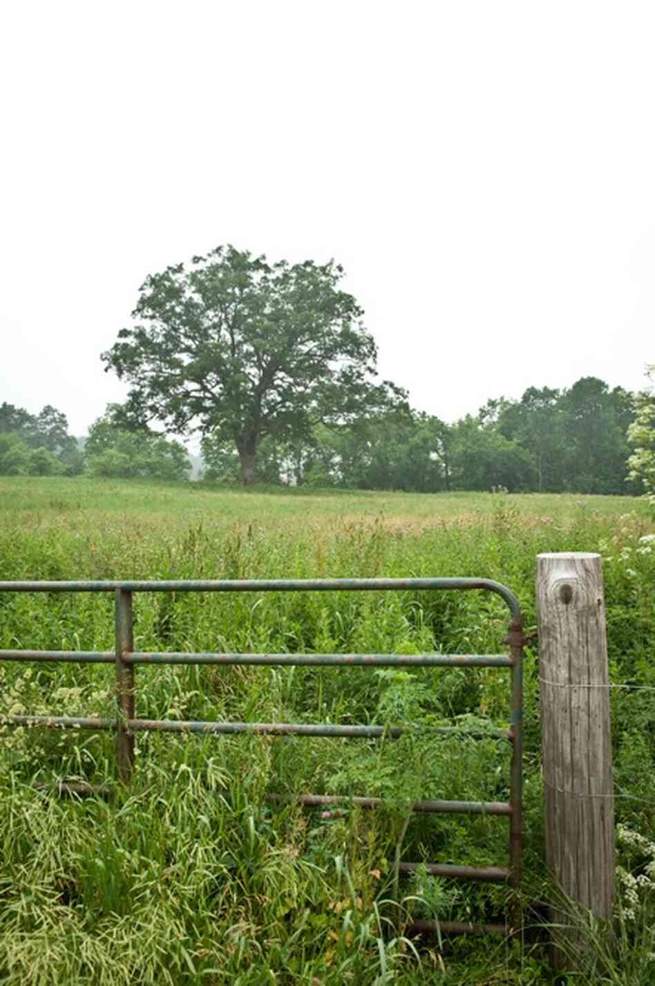 The Shawshank oak tree, which features in the film's plot, is easily viewed from Pleasant Valley Road, 15 miles south of the Ohio State Reformatory. Despite the fence, Shawshank pilgrims have carried off much of the stone wall that the filmmakers built for the film and left when they finished shooting. The tree was severely damaged during a recent storm.