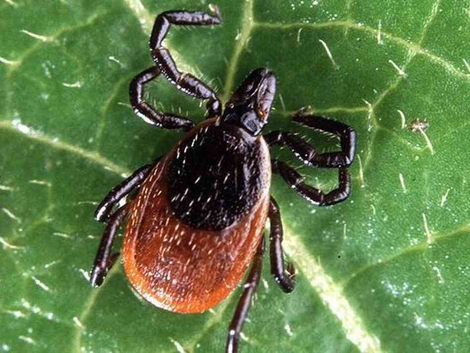 A new bacterial species linked to a flu-like illness in humans has been found in deer ticks, like this one, in Minnesota and Wisconsin. A new bacterial species linked to a flu-like illness in humans has been found in deer ticks, like this one, in Minnesota and Wisconsin.