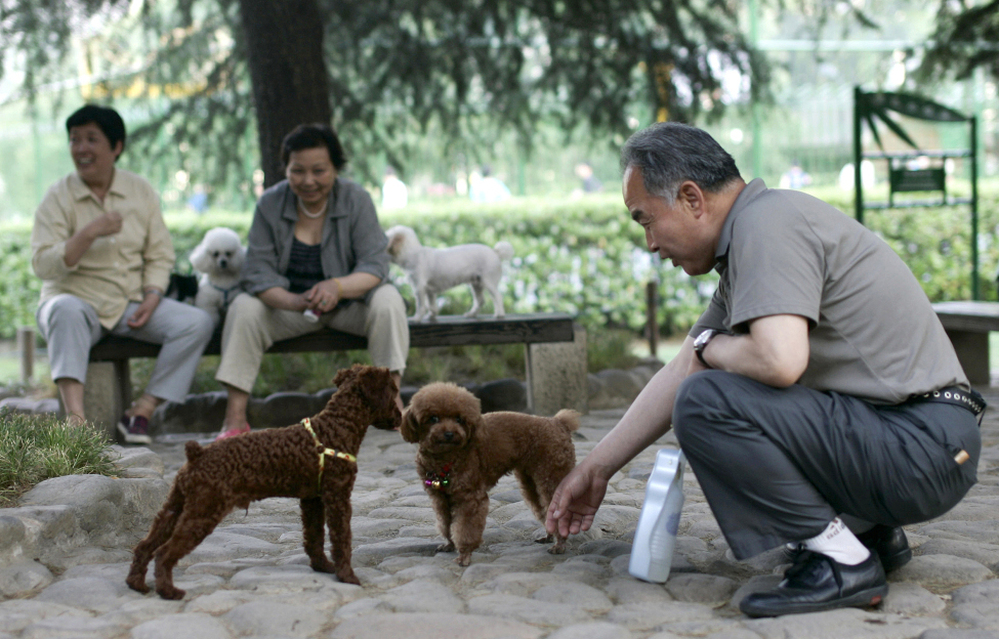 Officials in Jiangmen, China, have cancelled a ban on dogs in urban areas. Here, a man plays with dogs in Shanghai. The city, China's largest, slashed its steep fees for dog registration and set a one-dog per family limit, trying to control a soaring pet population and curb rabies.