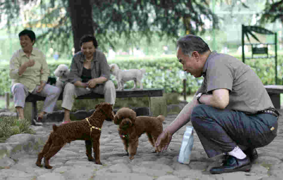 Officials in Jiangmen, China, have cancelled a ban on dogs in urban areas. Here, a man plays with dogs in Shanghai. The city, China's largest, slashed its steep fees for dog registration and set a one-dog per family limit, trying to control a soaring pet population and curb rabies.