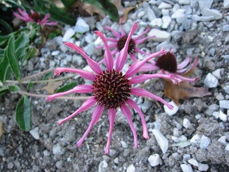 The Tennessee purple coneflower, a wild Echinacea plant, was first discovered in the late 1800s. But it was believed to be extinct before a botanist found a sample in the 1960s. The Tennessee purple coneflower, a wild Echinacea plant, was first discovered in the late 1800s. But it was believed to be extinct before a botanist found a sample in the 1960s.