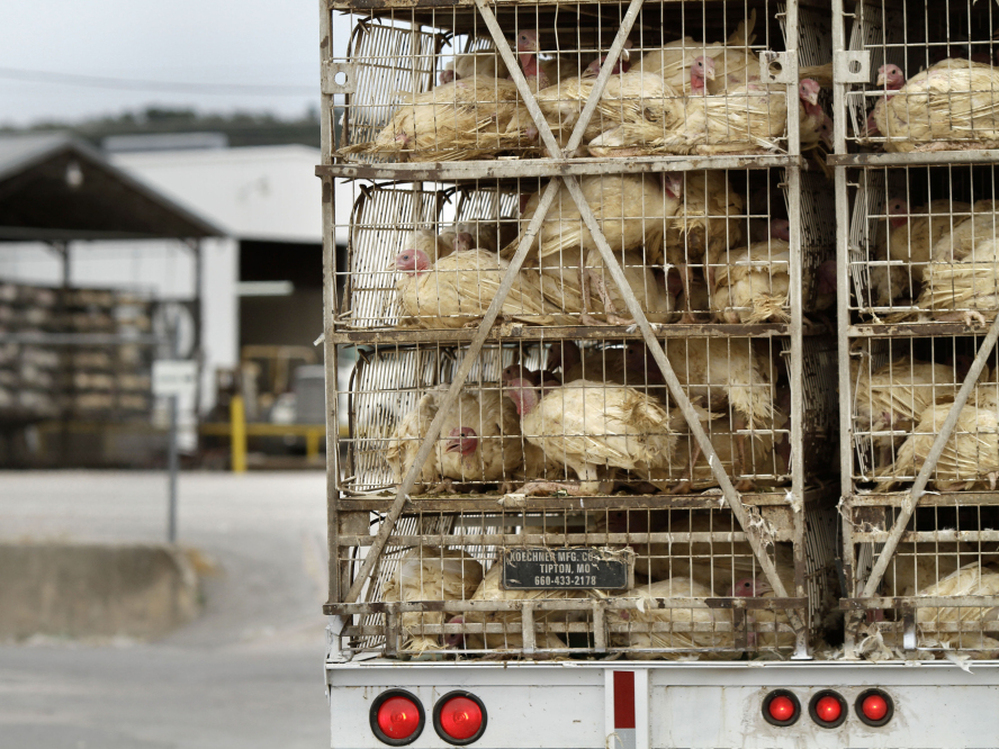 A truckload of live turkeys arrives at the Cargill plant in Springdale, Ark., on Aug. 4. Most turkeys in the U.S. are given low doses of antibiotics, which breed resistant strains of bacteria, including Salmonella.