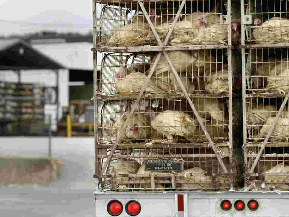A truckload of live turkeys arrives at the Cargill plant in Springdale, Ark., on Aug. 4. Most turkeys in the U.S. are given low doses of antibiotics, which breed resistant strains of bacteria, including Salmonella.