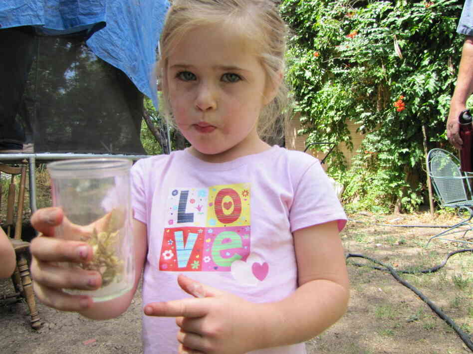 Ryleigh Wagley is one of the youngest patients in the U.S. to receive Anascorp, an antivenom against scorpion toxin. She was just 25 days old when she was stung by a scorpion in her crib. Her doctor credits the drug with helping save her life from the potentially deadly sting. Ryleigh Wagley is one of the youngest patients in the U.S. to receive Anascorp, an antivenom against scorpion toxin. She was just 25 days old when she was stung by a scorpion in her crib. Her doctor credits the drug with helping save her life from the potentially deadly sting.