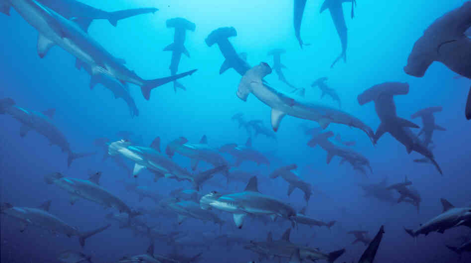 The move by Micronesian islands to create a shark sanctuary two-thirds the size of the U.S. is the latest in a series of shark preservation areas aimed at reviving declining populations. Above, a group of hammerhead sharks swim in the Pacific Ocean off the coast of Malpelo in this undated photo. The move by Micronesian islands to create a shark sanctuary two-thirds the size of the U.S. is the latest in a series of shark preservation areas aimed at reviving declining populations. Above, a group of hammerhead sharks swim in the Pacific Ocean off the coast of Malpelo in this undated photo.