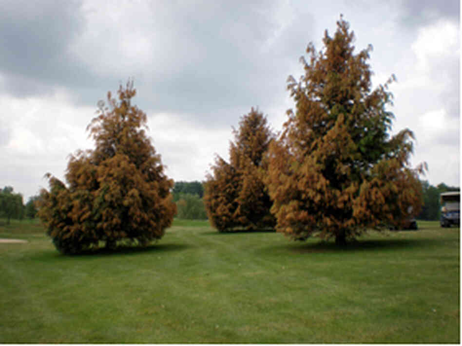 Damage done to these Norway spruce trees has been blamed on contact with Imprelis. DuPont is pulling the herbicide. Damage done to these Norway spruce trees has been blamed on contact with Imprelis. DuPont is pulling the herbicide.