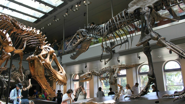 About 300 dinosaur specimens are on display at the Dinosaur Hall at the Natural History  Museum of Los Angeles. 