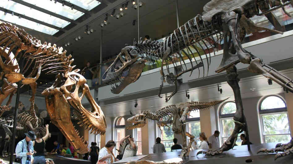 About 300 dinosaur specimens are on display at the Dinosaur Hall at the Natural History  Museum of Los Angeles. 