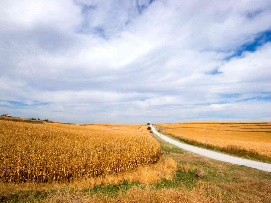 A straight gravel road, connecting Iowa farms to paved highways, passes through fields of sun-ripened corn. A straight gravel road, connecting Iowa farms to paved highways, passes through fields of sun-ripened corn.