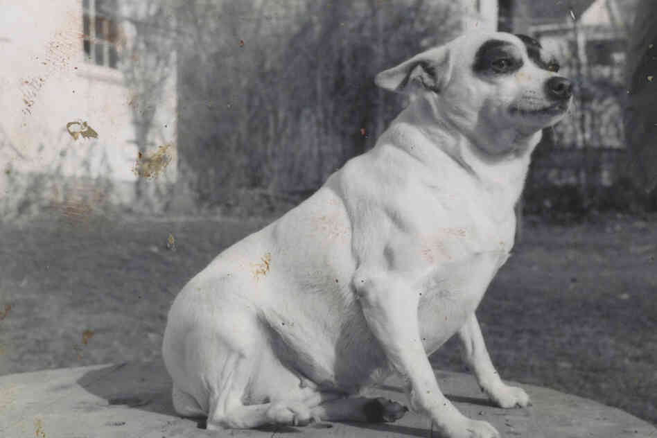 Dog posing on table 