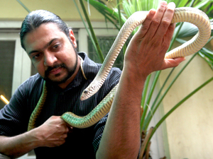 Kartick Satyanarayan, of the animal rescue group Wildlife SOS, holds a rat snake. The group says it is trying to retrain traditional snake charmers and use their skills to remove dangerous snakes from populated areas where they threaten people.