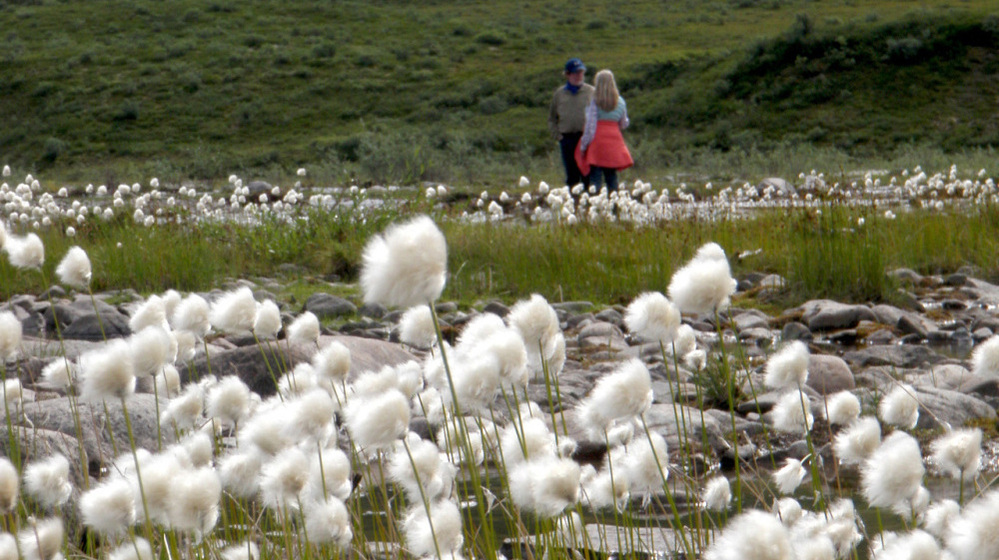 Neal Conan stands with Gretel Ehrlich in the fields of cotton grass at Cline Creek.