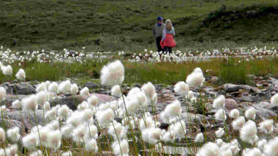 Neal Conan stands with Gretel Ehrlich in the fields of cotton grass at Cline Creek.