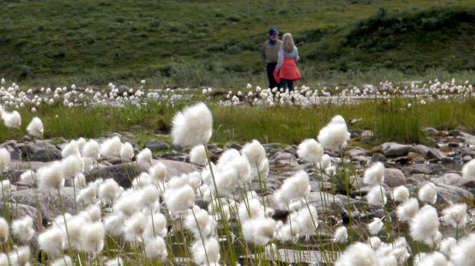 Neal Conan stands with Gretel Ehrlich in the fields of cotton grass at Cline Creek.