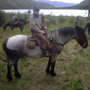 Neal Conan atop XL, a cross between a draft horse and a Morgan. He rode XL for two days, and Bruce the other three. Neal Conan atop XL, a cross between a draft horse and a Morgan. He rode XL for two days, and Bruce the other three.