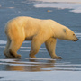 A wildlife biologist was flying over the Arctic on a routine whale survey when his team spotted dead polar bears in the water. The researcher's report on the observations raised public alarm about the threat of climate change, he's now under an official investigation. Above, a polar bear walks on the frozen tundra on the edge of Hudson Bay on Nov. 14, 2007.