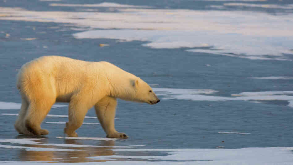 A wildlife biologist was flying over the Arctic on a routine whale survey when his team spotted dead polar bears in the water. The researcher's report on the observations raised public alarm about the threat of climate change, he's now under an official investigation. Above, a polar bear walks on the frozen tundra on the edge of Hudson Bay on Nov. 14, 2007.